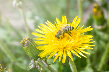 daylight. bee closeup on dandelion. have toning. shallow depth of cut