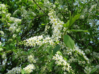In spring, the first of the trees are blooming bird cherry and apple trees. In the air is their pleasant tart flavor! The trees are completely covered with white flowers.