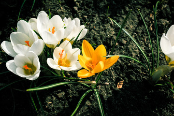 crocus in spring