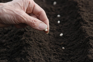 Sowing seeds of bean on garden-beds. Work in the garden. 