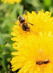 bee on yellow flower