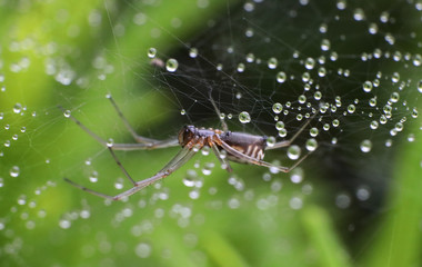 spider in a web