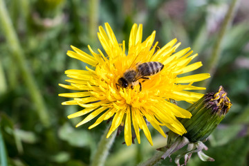 daylight. bee closeup on dandelion. have toning. shallow depth of cut