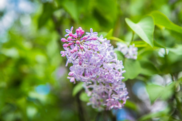 Fototapeta na wymiar Lilac tree flowers in early stage of blooming
