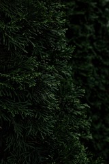 green abstract background