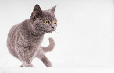 Brittish shorthair blue cat  isolated on white bakcground - text space to the right--