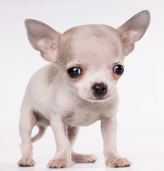 Little chihuahua looking at camera in front of white background