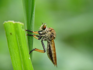 CLose Up Photo of Robber fly perches on the green leaf