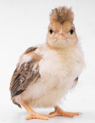Isolated chicken on white backgrownd