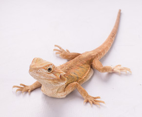 Naklejka premium Bearded dragon (pogona vitticeps) isolated on white bakcground