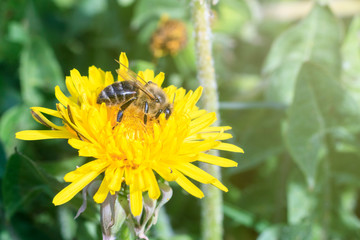 daylight. bee closeup on dandelion. have toning. shallow depth of cut