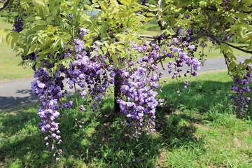 Obraz premium かざはやの里 藤の花
