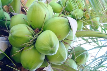 Green young coconut bunch top view with leaves and sun light 