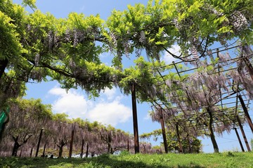 Fototapeta premium かざはやの里 藤の花