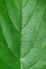 Close Up Of Green Leaf Texture