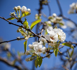 Pear flowers natural outdoor