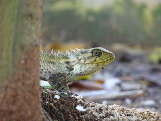 Close up photo of male Oriental Garden Lizard
