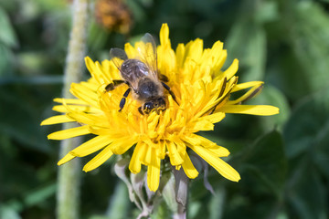 daylight. bee closeup on dandelion. have toning. shallow depth of cut