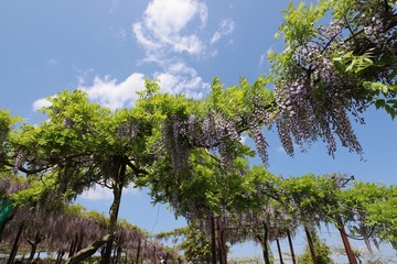 かざはやの里　藤の花