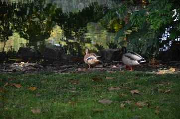 Parco Sempione in Milan 