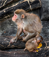 Japanese macaque female and her kid. Latin name - Macaca fuscata