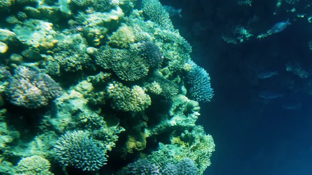 4k video from illuminator of submarine of colorful coral reef and schools of tropical fishes