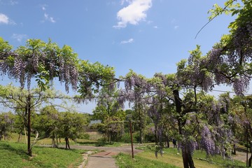 Fototapeta premium かざはやの里 藤の花