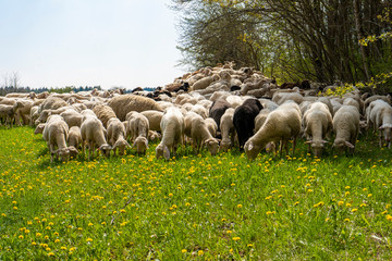Schafsherde auf der Schwäbischen Alb