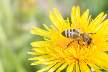 daylight. bee closeup on dandelion. have toning. shallow depth of cut