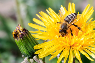 daylight. bee closeup on dandelion. have toning. shallow depth of cut