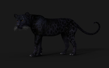 3d Illustration Black Panther Isolate on White Background with Clipping Path, Black Tiger