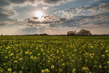 Obraz premium Yellow rape field in Central Europe with epic blue sky