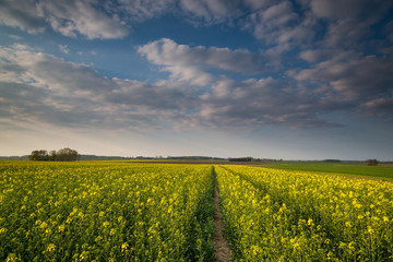 Obraz premium Yellow rape field in Central Europe with epic blue sky