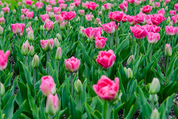 A large field of bright pink tulips with green stems