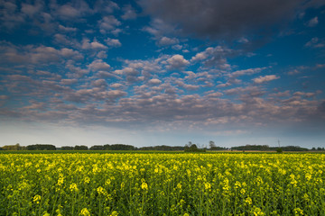 Yellow rape field in Central Europe with epic blue sky