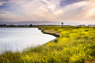 Black mustard (Brassica nigra) blooming on the shoreline of a pond; colorful sunset sky; San Jose, South San Francisco bay area, California