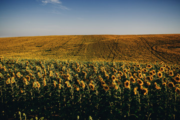 Beautiful sunflowers in the field natural background, Sunflower blooming.