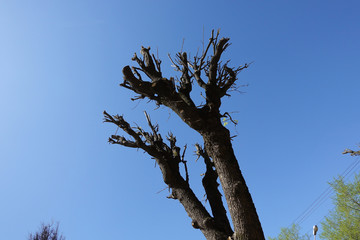 Pruned tree in spring sunny day against blue sky