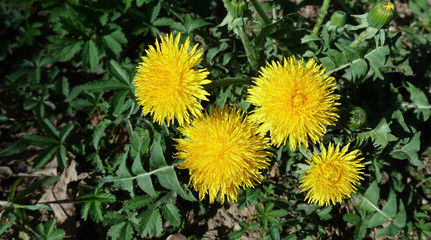 Yellow dandelion with the insect on it on a green field close-up. Taraxacum or dandelion - perennial herbaceous plant of the Astrov family