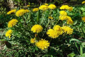 Yellow dandelion with the insect on it on a green field close-up. Taraxacum or dandelion - perennial herbaceous plant of the Astrov family
