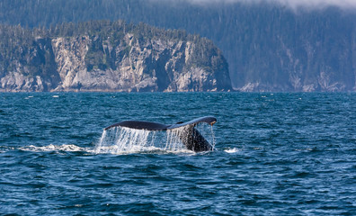 Fototapeta premium Water rolls off the upraised tail of a diving humback whale in the waters off the coast of Alaska