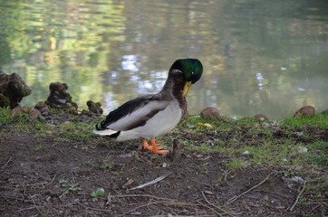 Parco Sempione in Milan 