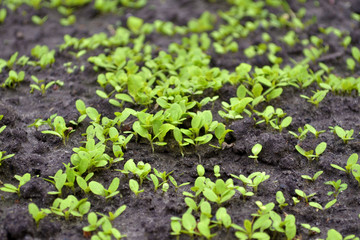 Young sprouts of lettuce in the garden on the wet ground