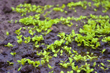 Young sprouts of lettuce in the garden on the wet ground with a puddle