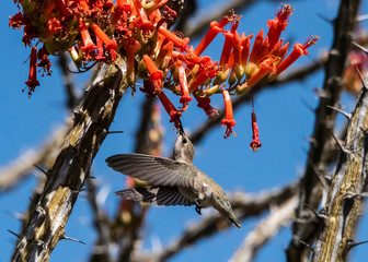 Costa's Hummingbird (Calypte costae) Feeding at Ocotillo Blossom