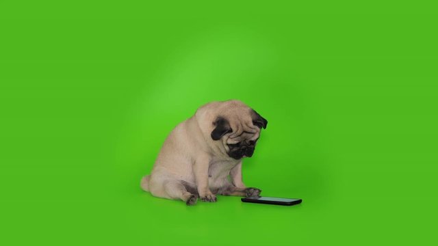 Cute pug dog sitting looking to smartphone, gadget with interest, curiosity, surprise. Tilting head.  Slow motion. Funny sitting pose. Green screen, Chroma key