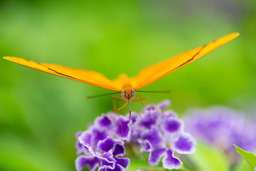 Butterfly and Flowers