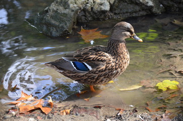 Parco Sempione in Milan 