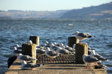 seagulls on the lake enjoying the wind