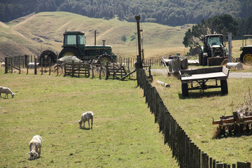 field with sheeps and tractor original New Zeland